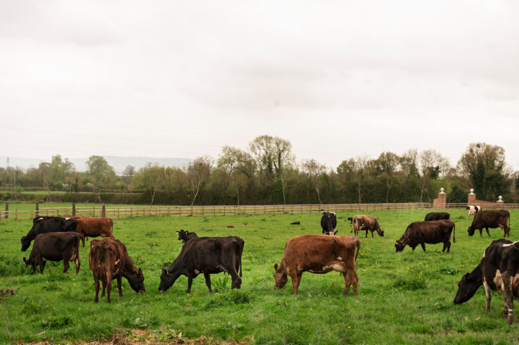 Granja con Blockchain blockchain para ganaderos