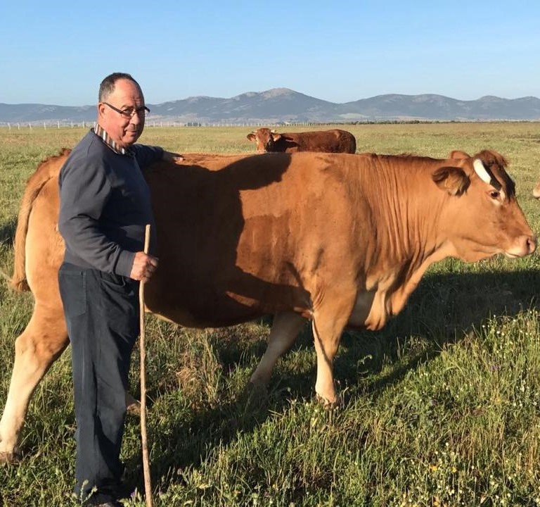 don Felipe BlockFarm: Bovino de Don Felipe