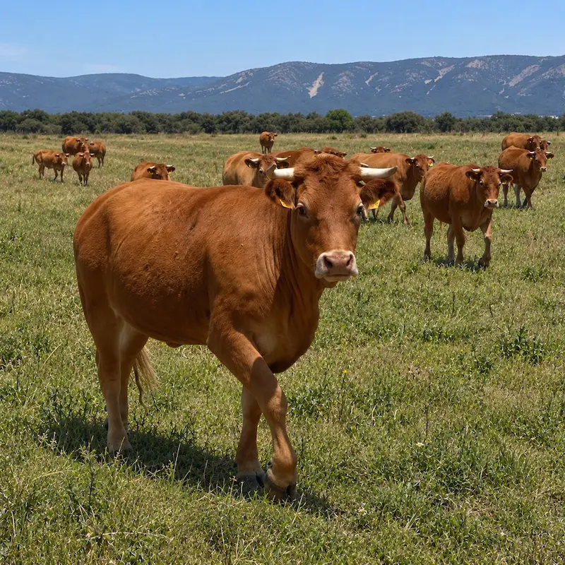 Ganado vacuno con información trazable para la seguridad alimentaria